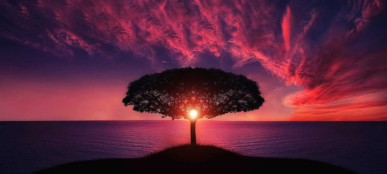 arbol de la vida2